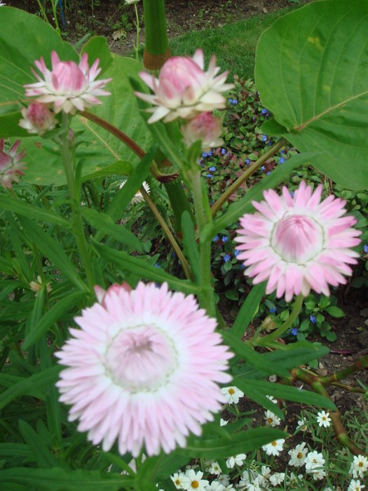 Helichrysum bracteatum 'Flore Pleno rose argente